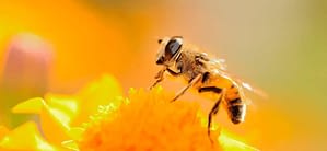 Qué es el polen y cómo nos ayuda