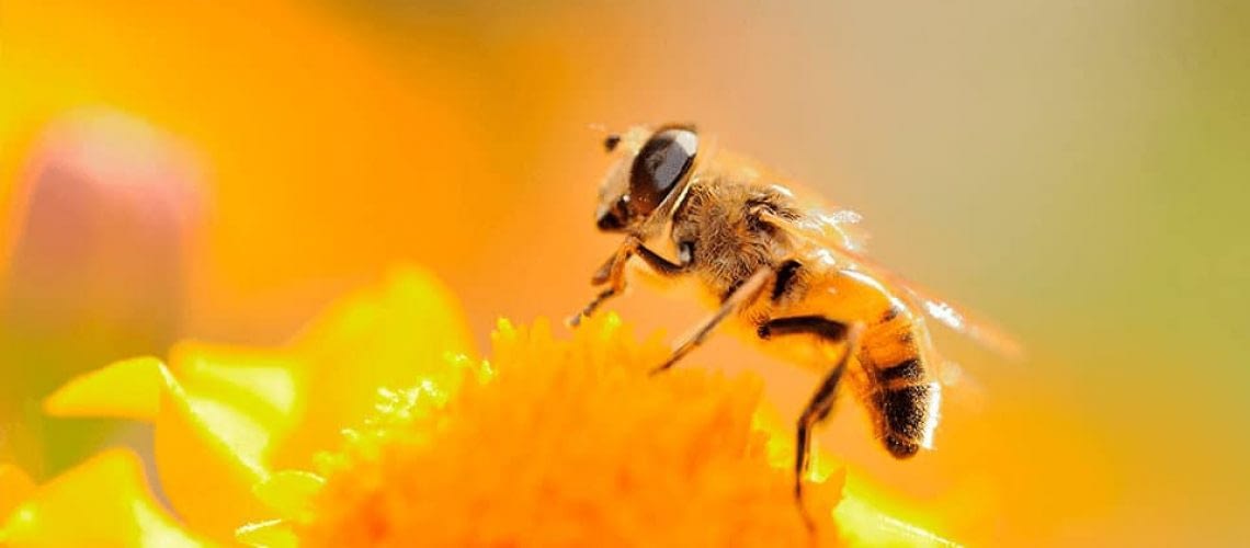 Qué es el polen y cómo nos ayuda