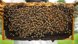 abejas de miel